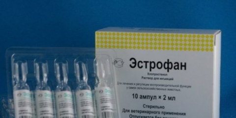 Kako svinju izbaciti iz lova i šta treba učiniti da svinja dođe u lov